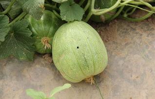 小孩瓜地吃甜瓜,小瓜娃子甜瓜园里的欢乐时光