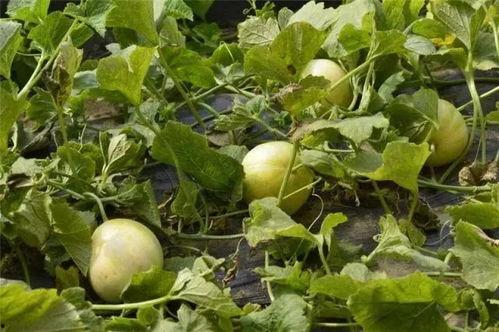 小孩瓜地吃甜瓜,小瓜娃子甜瓜园里的欢乐时光 第3张 小孩瓜地吃甜瓜,小瓜娃子甜瓜园里的欢乐时光 第3张